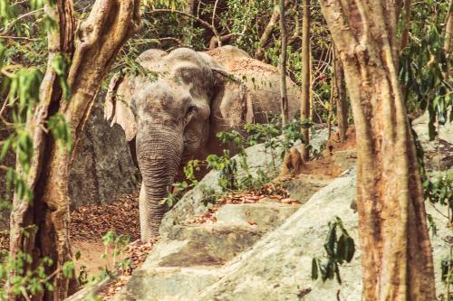 an elephant walking through a forest with trees at Babar Point in Arugam Bay