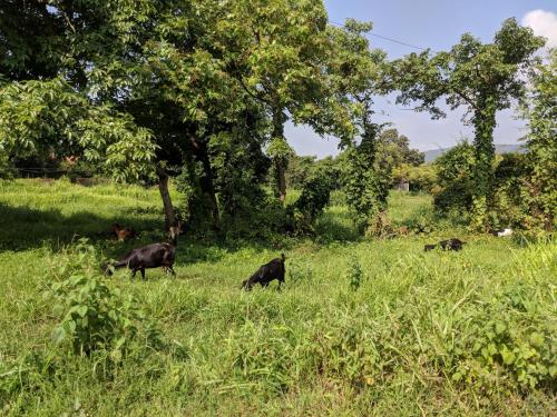 a group of animals grazing in a field of grass at Bohemyan Blue Stay in Alibaug