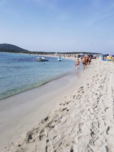 a group of cows walking on the beach at Sunny garden house in Villasimius
