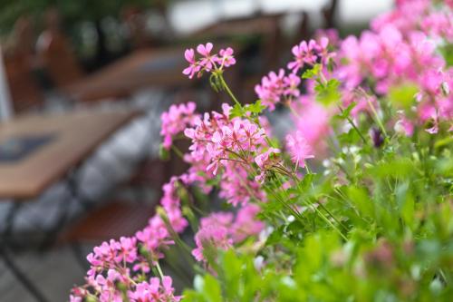 a bunch of pink flowers in a garden at Galerie Hotel Leipziger Hof in Leipzig
