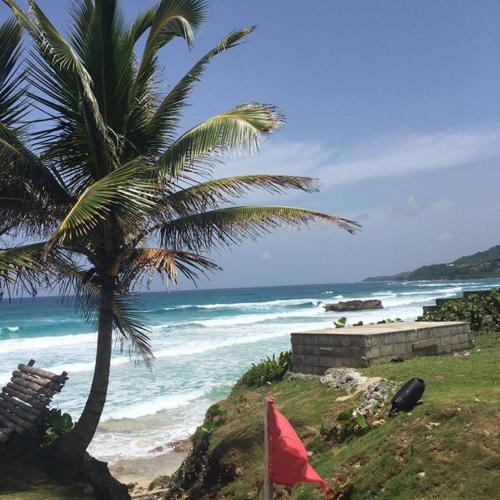 uma palmeira ao lado de uma praia com o oceano em Deluxe studio 228 em Negril