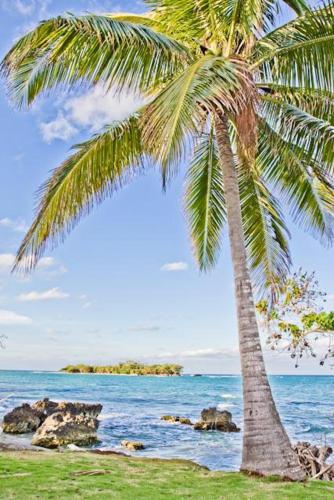 uma palmeira sentada numa praia junto ao oceano em Deluxe studio 228 em Negril