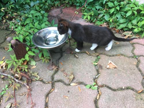 a black and white cat drinking water from a bowl at Wrede-Hof in Kappeler Niederstrich