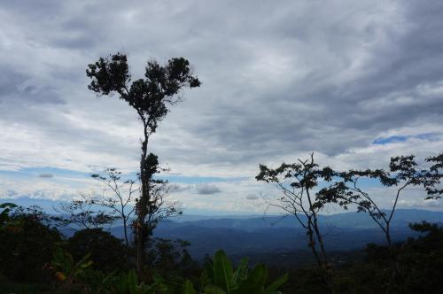 a tree on top of a hill with a view at Monte La MaMa Ecolodge in Viotá