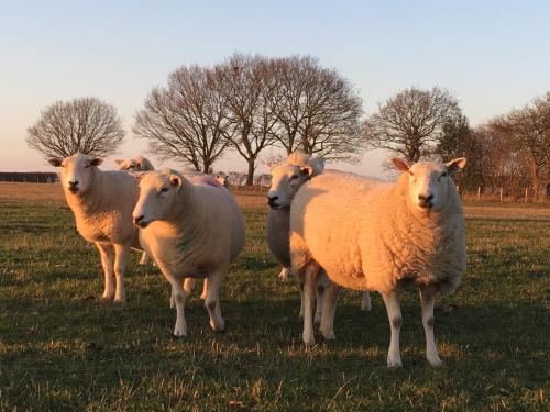 a herd of sheep standing in a field at Sparrow Barn in Norwich