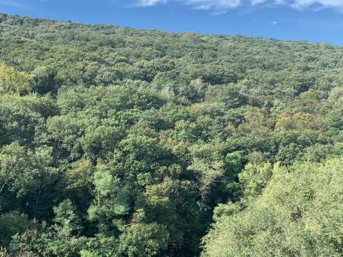 an overhead view of a forest of trees at Al bosco incantato in Trieste