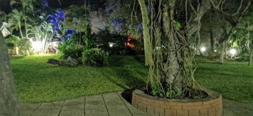 a tree in a brick planter in a park at night at Sunbird Lodge in Phalaborwa