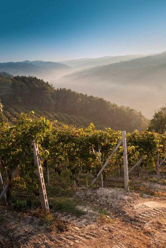 a fence in a vineyard with fog in the background at Antico Hospitale in Dogliani