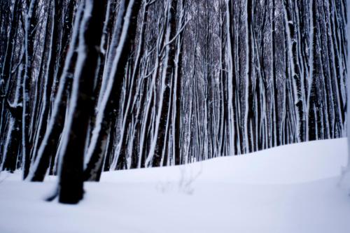 a black and white photo of a forest with trees at Boutique Hotel Palazzo Corso Umberto in Boiano
