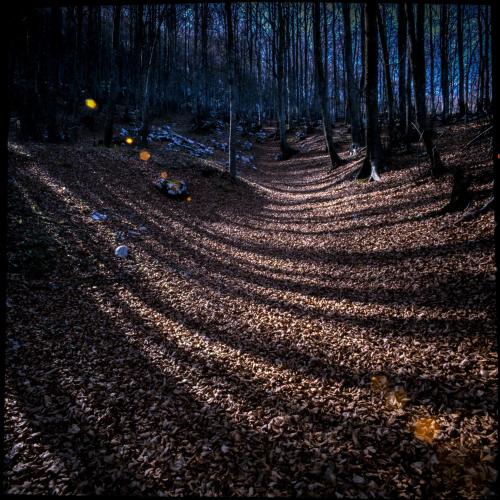 a forest with trees casting shadows on the ground at Boutique Hotel Palazzo Corso Umberto in Boiano