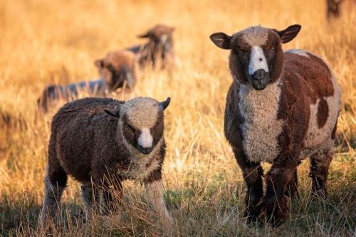 two sheep standing in a field of tall grass at Snowberry Cottage at Lochsloy Farm Little River in Little River