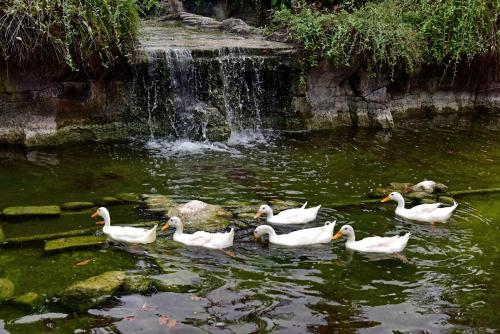 Animaux dans l'hôtel ou à proximité