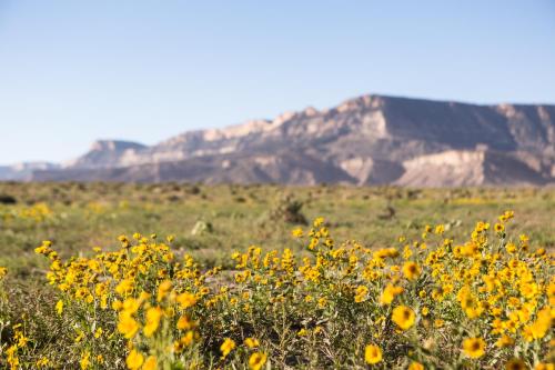 a field of yellow flowers with mountains in the background at Kayenta Monument Valley Inn in Kayenta