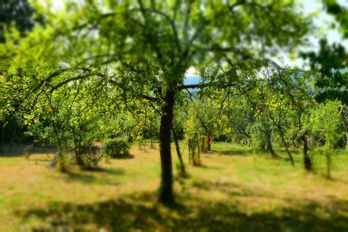 a row of trees in a field of grass at Casa Smeilor Horezu in Horezu