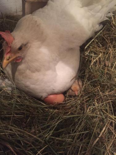 Animaux dans l'appartement ou à proximité