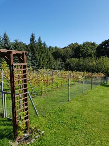 a row of vines in a field of grass at Agroturystyka u Kasi in Kłodzko