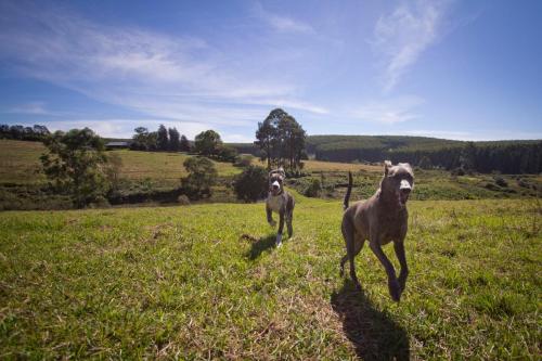 two dogs running in a field of grass at The Old Mushroom Farm in Howick