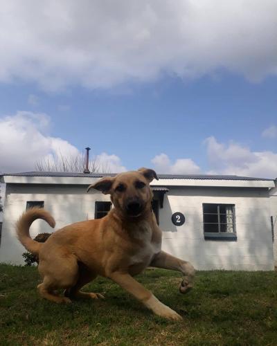 a dog sitting in the grass in front of a house at The Old Mushroom Farm in Howick
