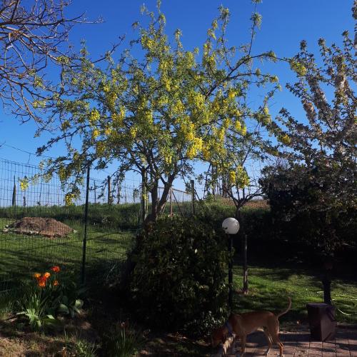 a dog standing next to a tree with yellow flowers at Il Ciliegio del Pellegrino in Gubbio