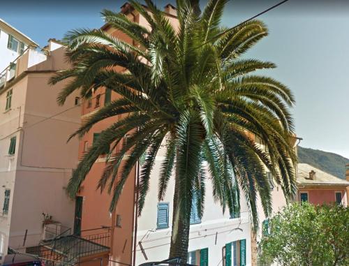 a palm tree in front of a building at Embarcadero - Camogli & Gateway To Portofino in Camogli