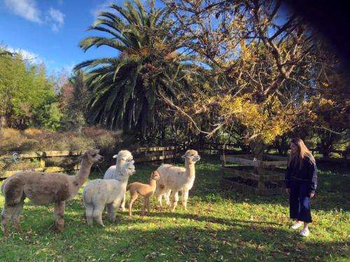 a woman standing next to a group of llamas at English Cherry Tree Manor in Tamahere