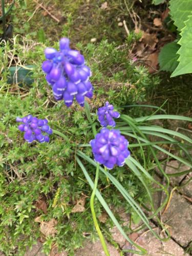 a group of purple flowers in the grass at Agriturismo Da Ninoti in Treviso