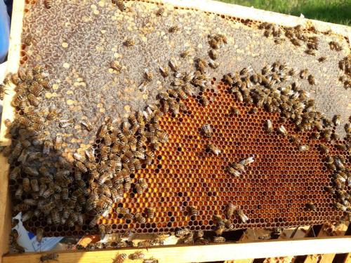 a swarm of bees in a beehive at Agriturismo Badalone in Domaso