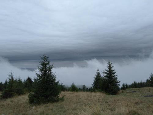 a group of trees on top of a hill at Vikendica Vila Despotovic in Kopaonik