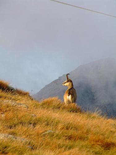 Zvířata v apartmánu nebo okolí