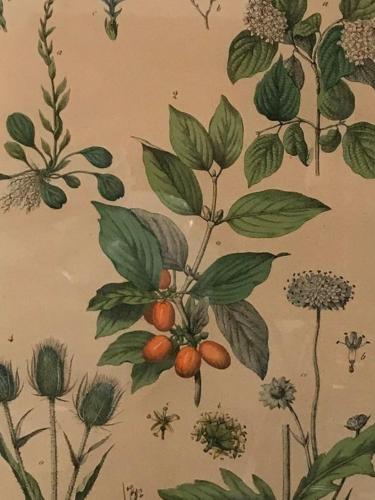 a painting of a plant with nuts on a wall at Ferienhaus am Schloss Meseberg in Meseberg