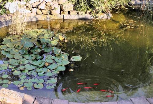a pond filled with lots of water with kites in it at Green Lake Airport Apartments in Vecsés