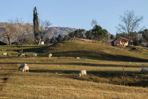 a herd of sheep grazing in a field at Los Abedules Cabañas in Villa Alpina