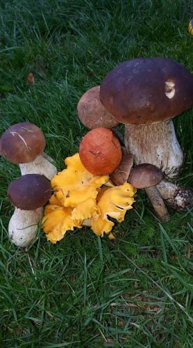 Fotografie z fotogalerie ubytování Agroturystyka Sominy v destinaci Sominy