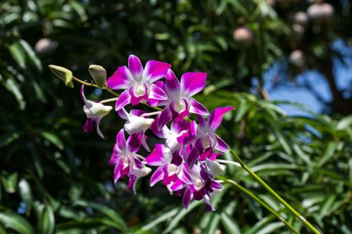Jardín al aire libre en Suriya Arana