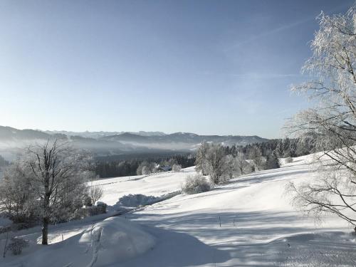a snow covered slope with trees and mountains in the background at Alpenloge Design Hotel in Scheidegg