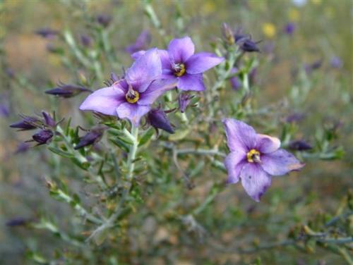 Gallery image of The Coombe on Wilson Inlet in Denmark