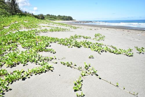 a beach with plants growing in the sand at Xi Cun Homestay in Donghe