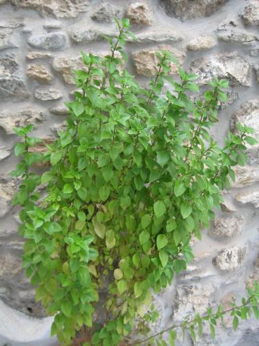 a green plant in front of a stone wall at Coral Front Beach in Káto Zákros