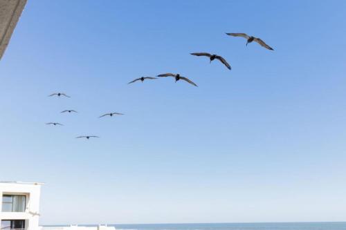 a group of birds flying in the sky over the ocean at Windjammer 307 in Saint Augustine