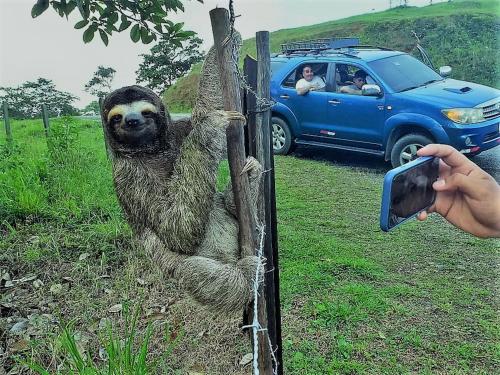 ロッジの敷地内または近くにいる動物