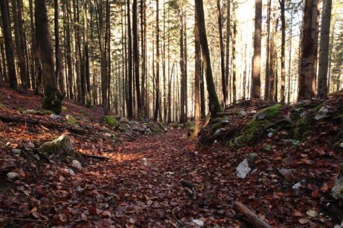 a forest with trees and leaves on a trail at Zajček Apartma in Mojstrana