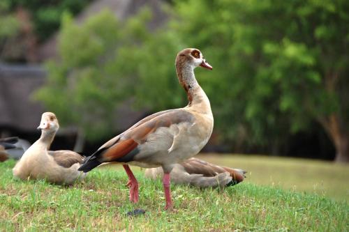 three ducks standing in the grass in a field at Kruger Park Lodge Unit No. 610B in Hazyview