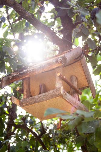 a bird house is hanging in a tree at Sport Hostel Cluj in Cluj-Napoca