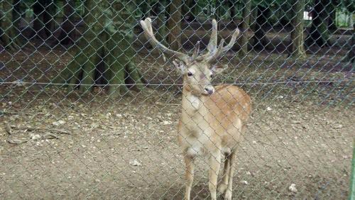Animales en el bed and breakfast o alrededores