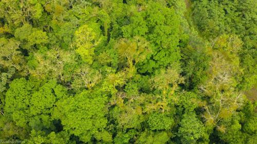 an overhead view of a green forest from above at Chilamate Rainforest Eco Retreat in Puerto Viejo