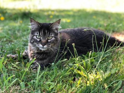 a cat laying in the grass in the grass at Hotel Boutique Cutipay in Valdivia