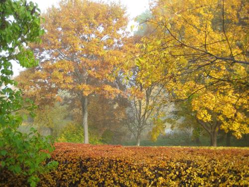 a group of trees in a park with autumn leaves at Piiri Holiday House in Otepää
