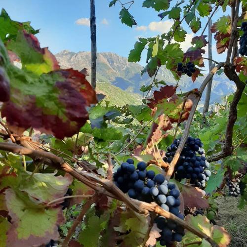 a bunch of black grapes on a vine at Il Raduno in Tramonti