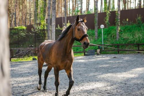 a brown horse walking on a dirt road at Verholy Relax Park in Sosnovka