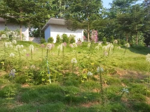 a field of flowers in front of a house at Chill loft โฮมเสตย์ in Nan